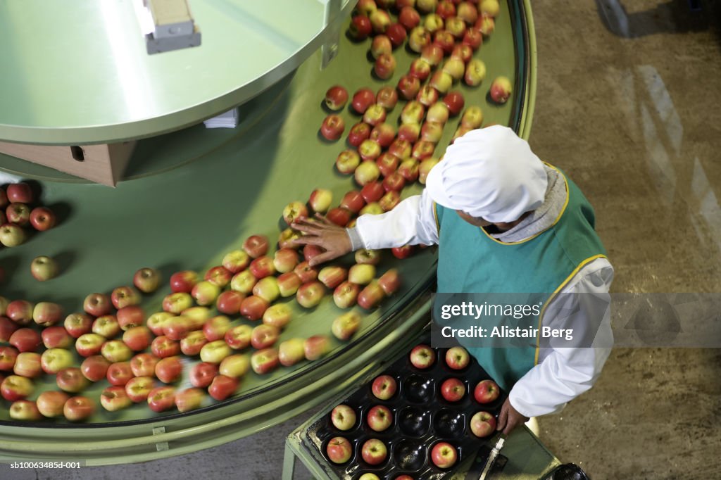 Mature female worker sorting apples in apple processing factory, elevated view