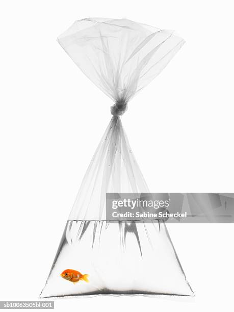 goldfish in plastic bag on white background - transparent bag stock pictures, royalty-free photos & images
