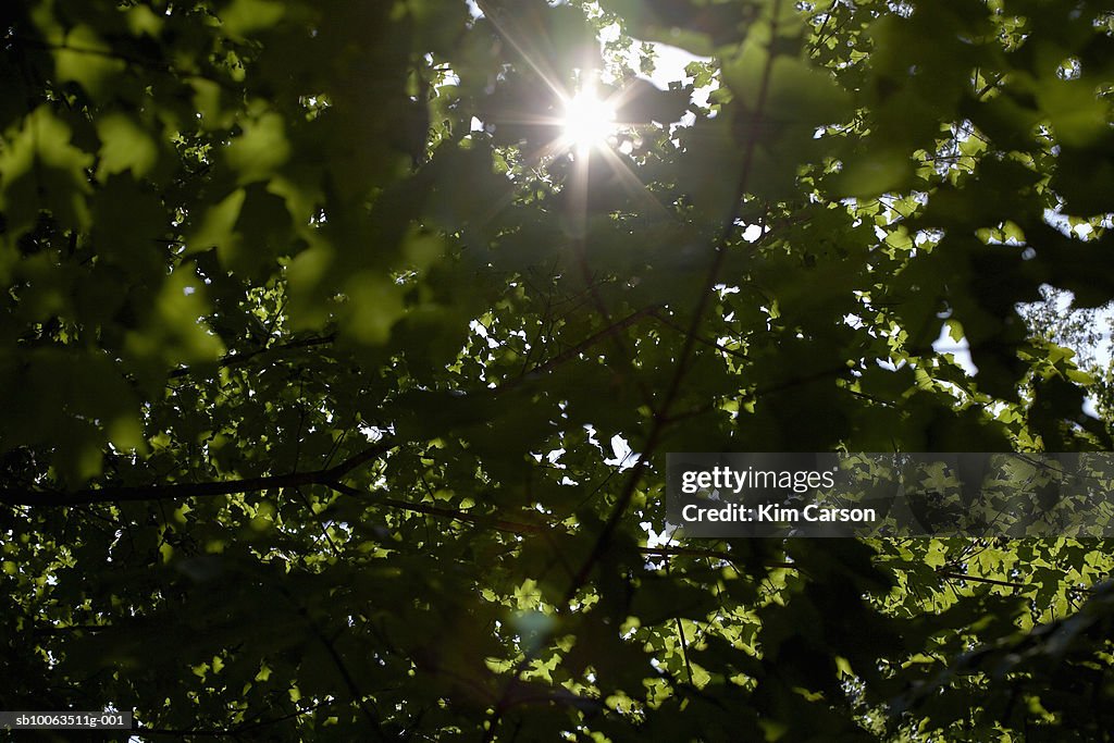 Sun in branches of maple tree, lens flare