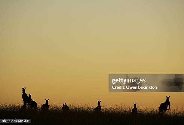 kangaroos, hunter valley wine region, new south wales, australia - australian outback animals stock pictures, royalty-free photos & images