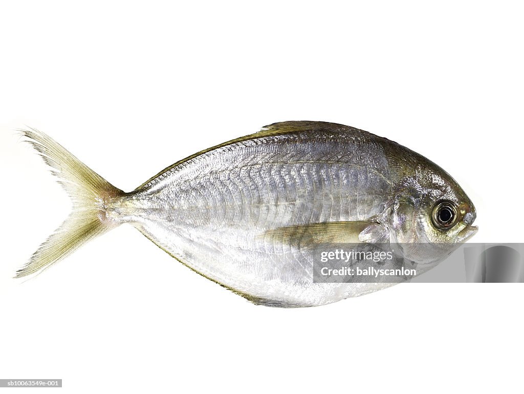 Fish on white background, side view