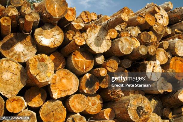 logs of wood, close-up - holzlager stock-fotos und bilder