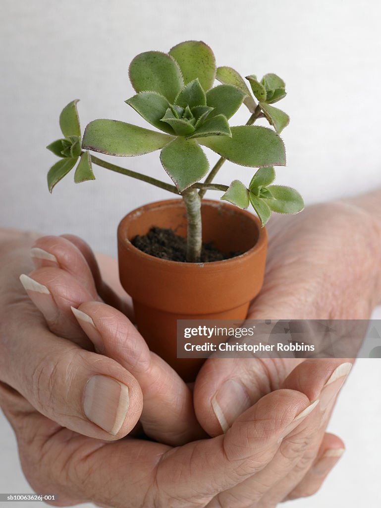 Senior woman holding seedling, mid section, close-up of hands
