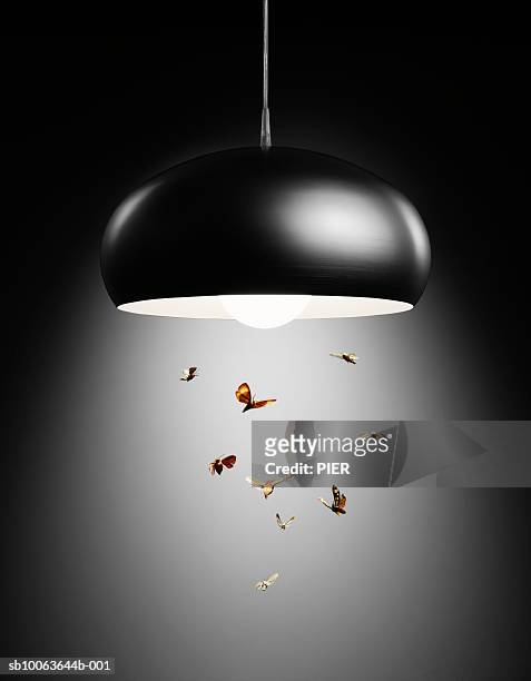 moths flying in lamp light - motte stock-fotos und bilder