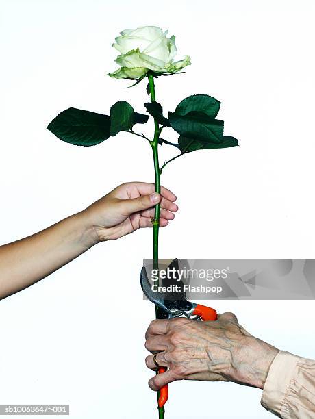 Granddaughter (8-9) holding rose, grandmother cutting stem with secateurs, close-up