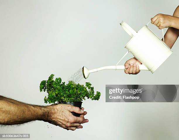 grandfather holding pot plant, grandson (4-5) pouring water from water can, close-up - gießkanne stock-fotos und bilder