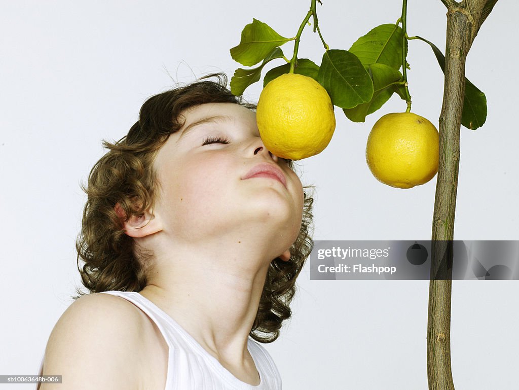 Boy (6-7) smelling lemons, eyes closed, close-up