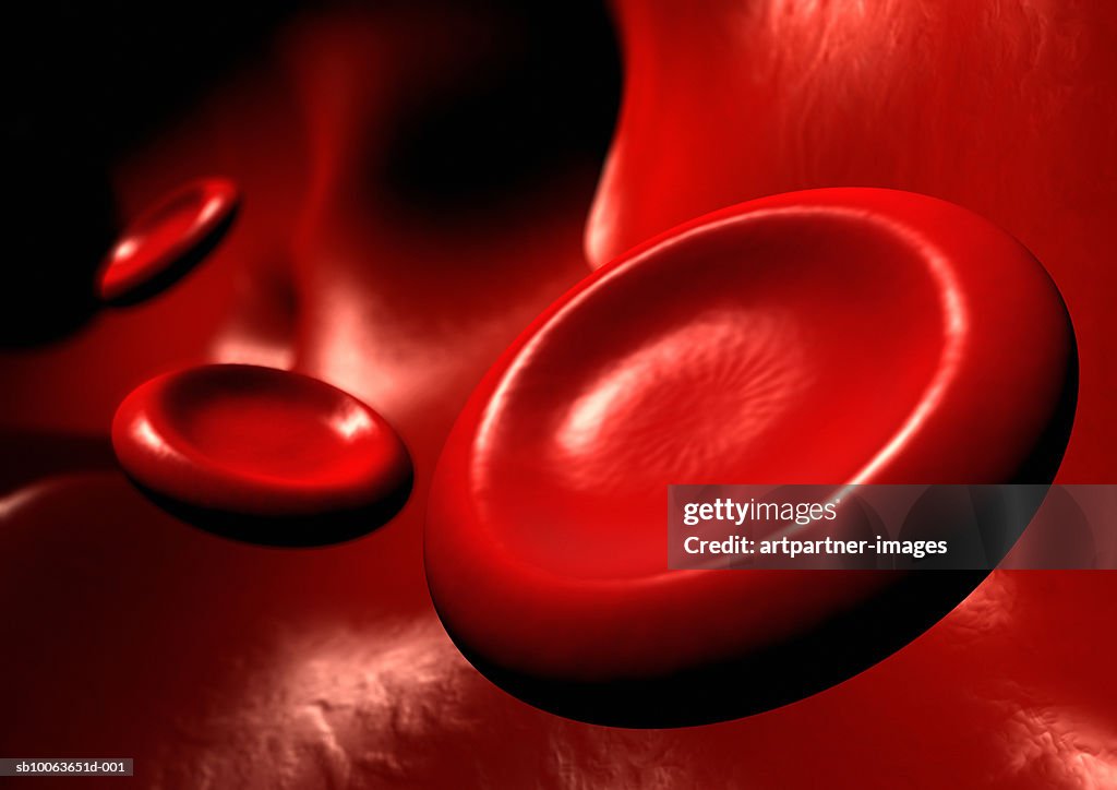Blood vessel with erythrocytes