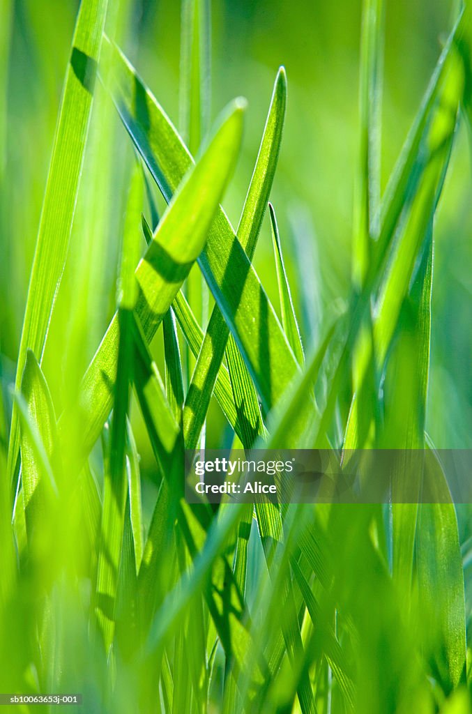 Grass, close-up (differential focus)