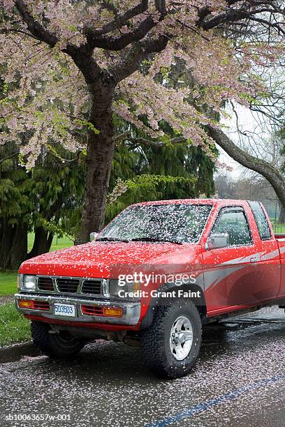 cherry blossom falling on red truck - red grant stock-fotos und bilder
