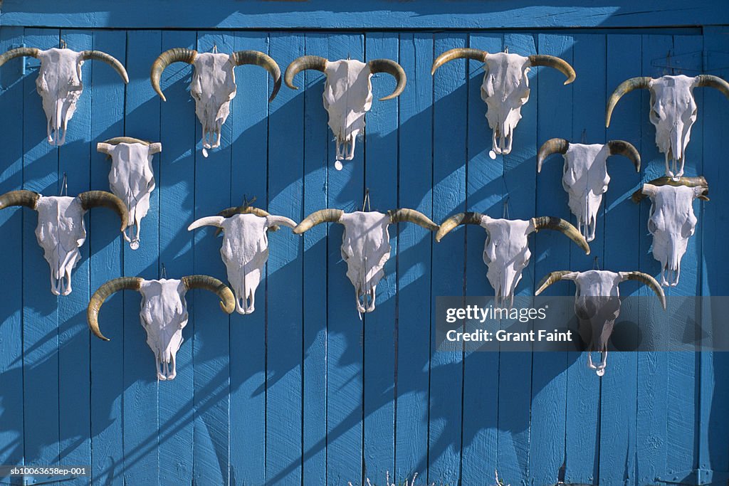 USA, New Mexico, cattle skulls for sale on roadway garage