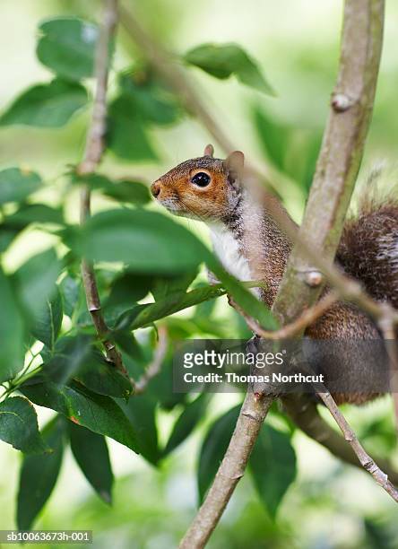 squirrel in tree, close-up, seattle, washington, usa - washington park arboretum foto e immagini stock