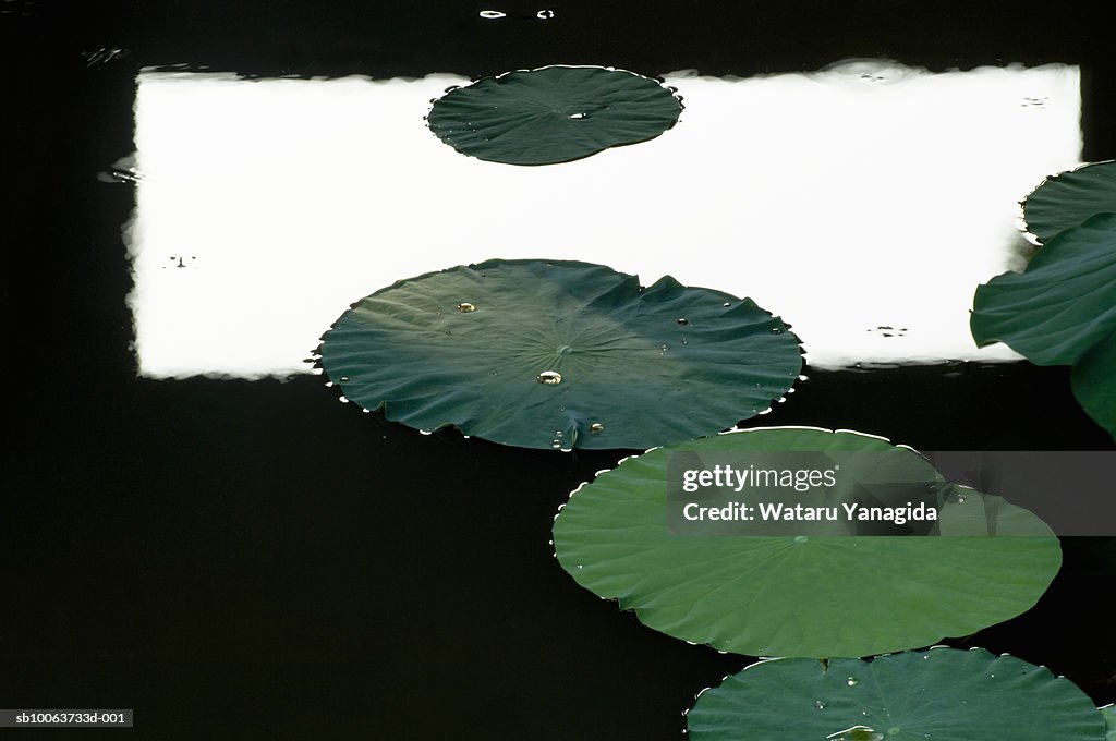 Lotus leaf on pond