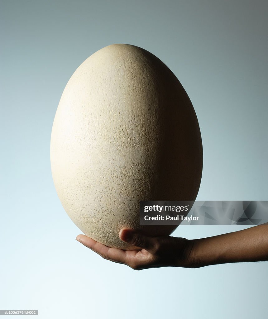 Person Holding Ostrich Egg Closeup Of Hand High-Res Stock Photo - Getty  Images