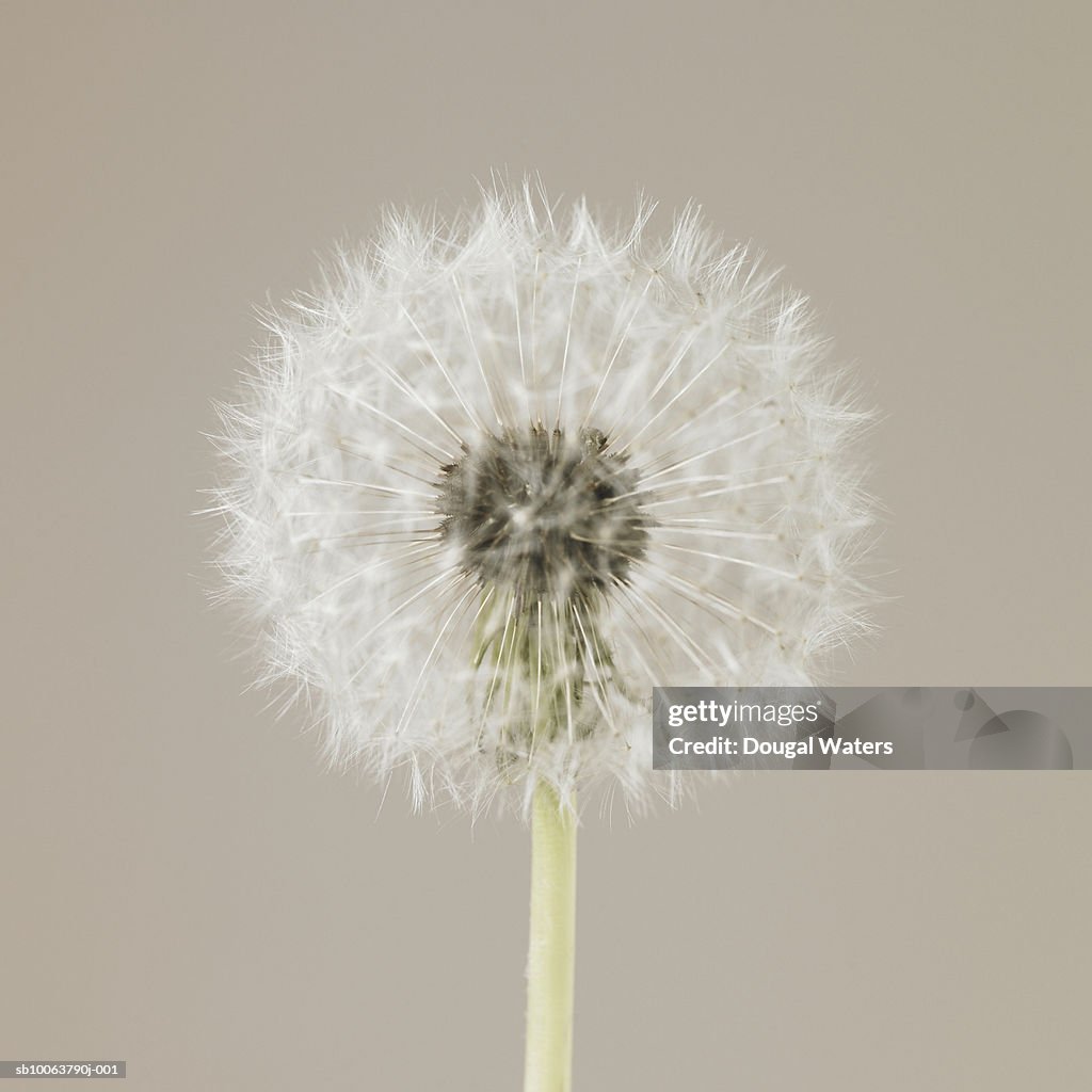 Dandelion, close-up