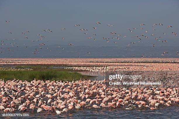 lesser flamingos in lake - lake nakuru stock pictures, royalty-free photos & images
