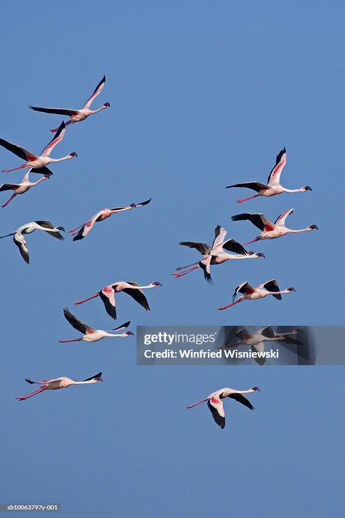 Lesser Flamingos flying in sky, low angle view