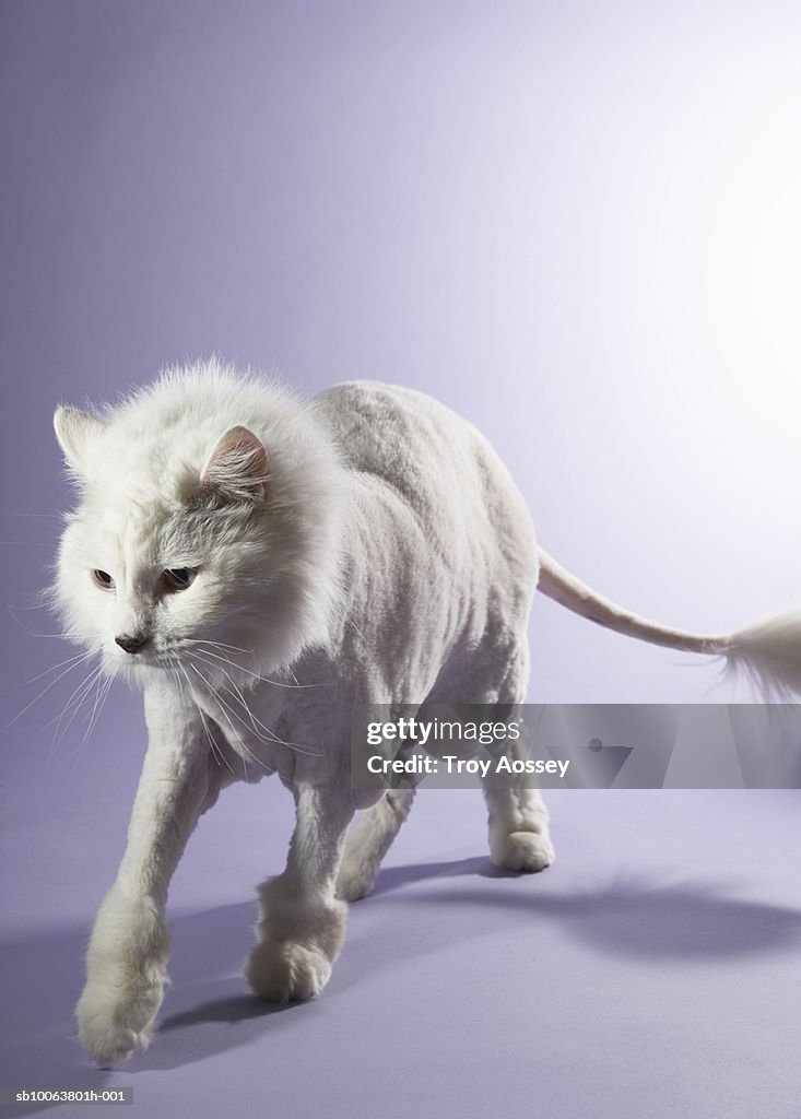 White cat walking against purple background, close-up