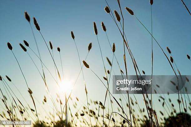 sunlight shining through wild grass - wild grass stock pictures, royalty-free photos & images