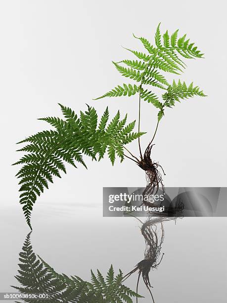 arachniodes sapling - helecho fotografías e imágenes de stock