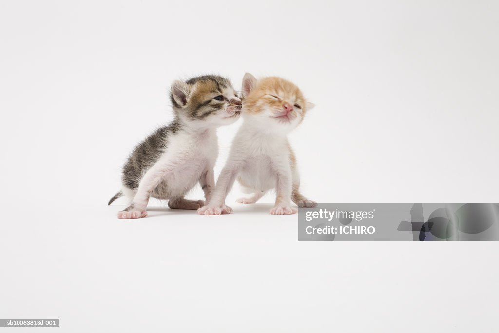 Two kittens kissing against white background