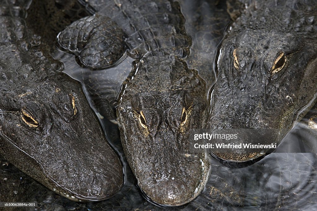 Mississippi alligators, alligator farm, Orlando, Florida, USA