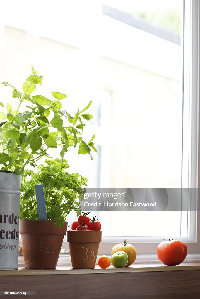 Selection of potted herbs on kitchen windowsill with tomatoes