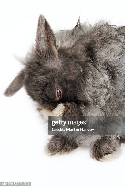 French Angora Rabbit Grooming Studio Shot High-Res Stock Photo