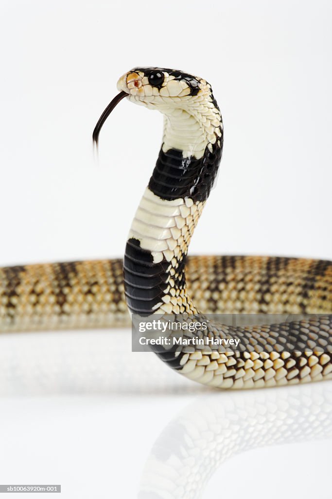 Snake Rearing Namibian Coral Cobra