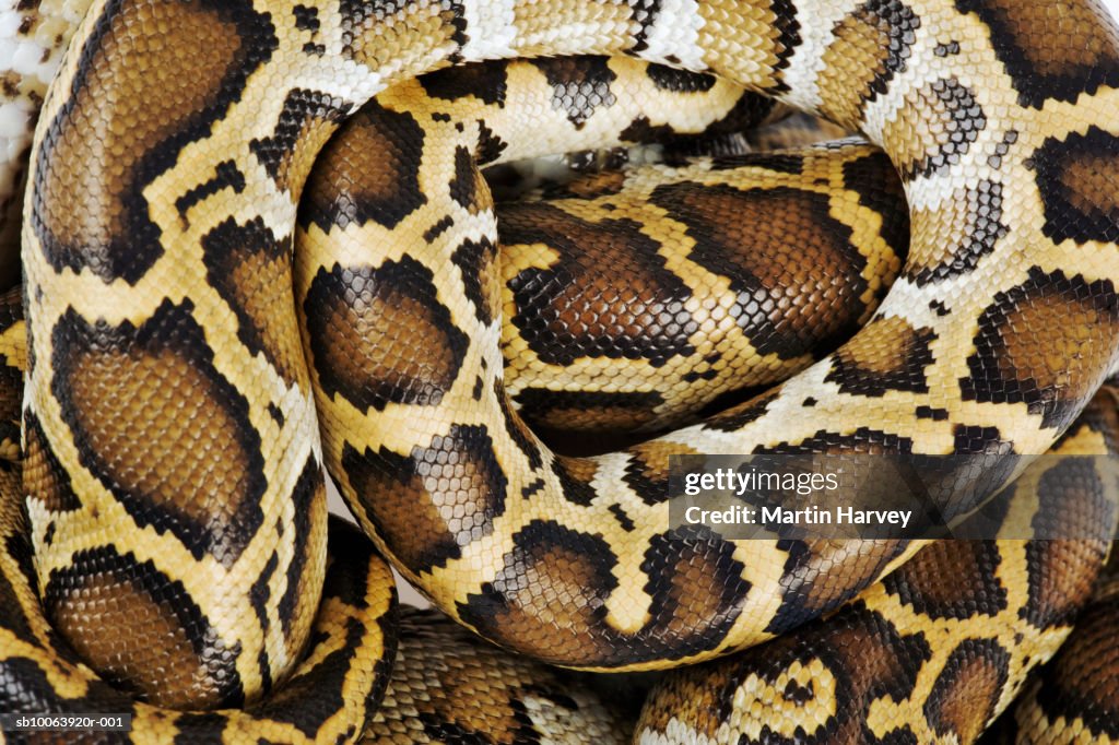 Burmese python, close up, overhead view, studio shot