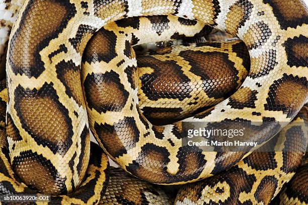 burmese python, close up, overhead view, studio shot - peau de serpent photos et images de collection