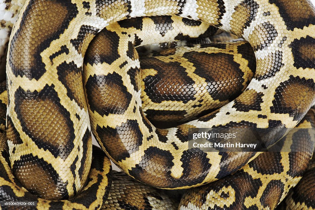 Burmese python, close up, overhead view, studio shot