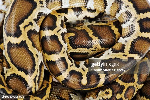 burmese python, close up, overhead view, studio shot - tijgerpython stockfoto's en -beelden