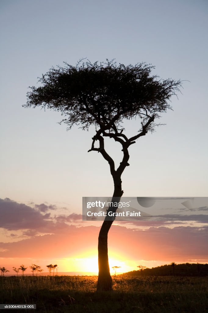 Silhouette of Acacia tree and sunset