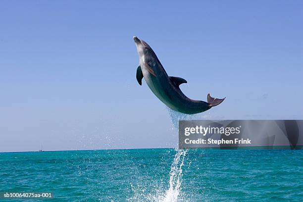 atlantic bottlenose dolphin (tursiops truncatus) jumping above ocean - dolphin 個照片及圖片檔