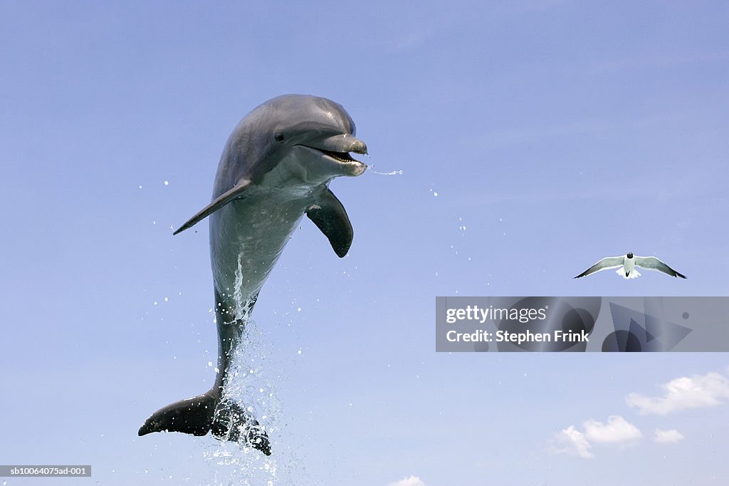 Atlantic bottlenose dolphin (Tursiops truncatus) in mid air with seagull in background