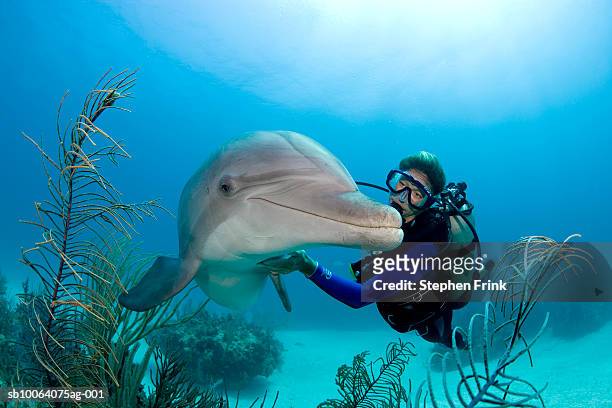 atlantic bottlenose dolphin (tursiops truncatus) with diver underwater - buceo con equipo fotografías e imágenes de stock