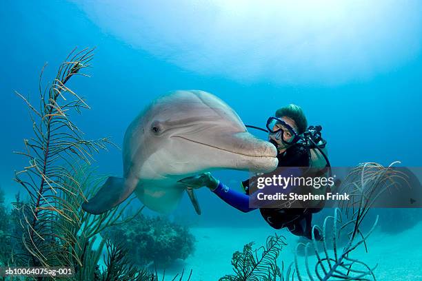 atlantic bottlenose dolphin (tursiops truncatus) with diver underwater - dolphin stock pictures, royalty-free photos & images