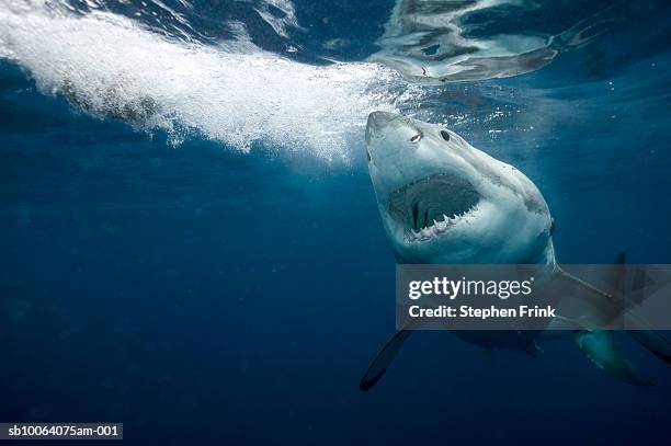 great white shark (carcharodon carcharias) - sharks stock pictures, royalty-free photos & images