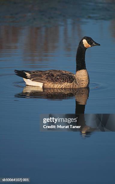 canada goose in water - chincoteague island stock pictures, royalty-free photos & images