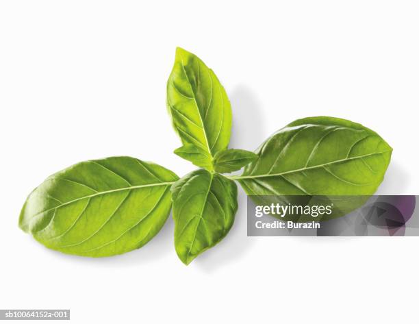 basil leaves (ocimum basilicum) on white background, close-up, studio shot - basilico foto e immagini stock