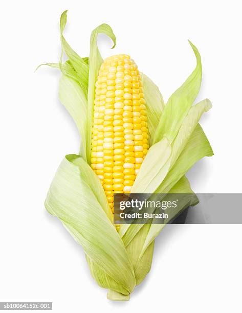 ear of corn, close-up, studio shot - maize fotografías e imágenes de stock