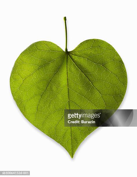 heart-shaped leaf on white background, studio shot - leaf foto e immagini stock