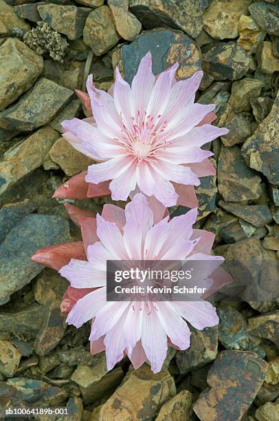 Bitterroot Flowercolor 59 Bitterroot Flowers Stock Photos, High-Res Pictures, and Images ...