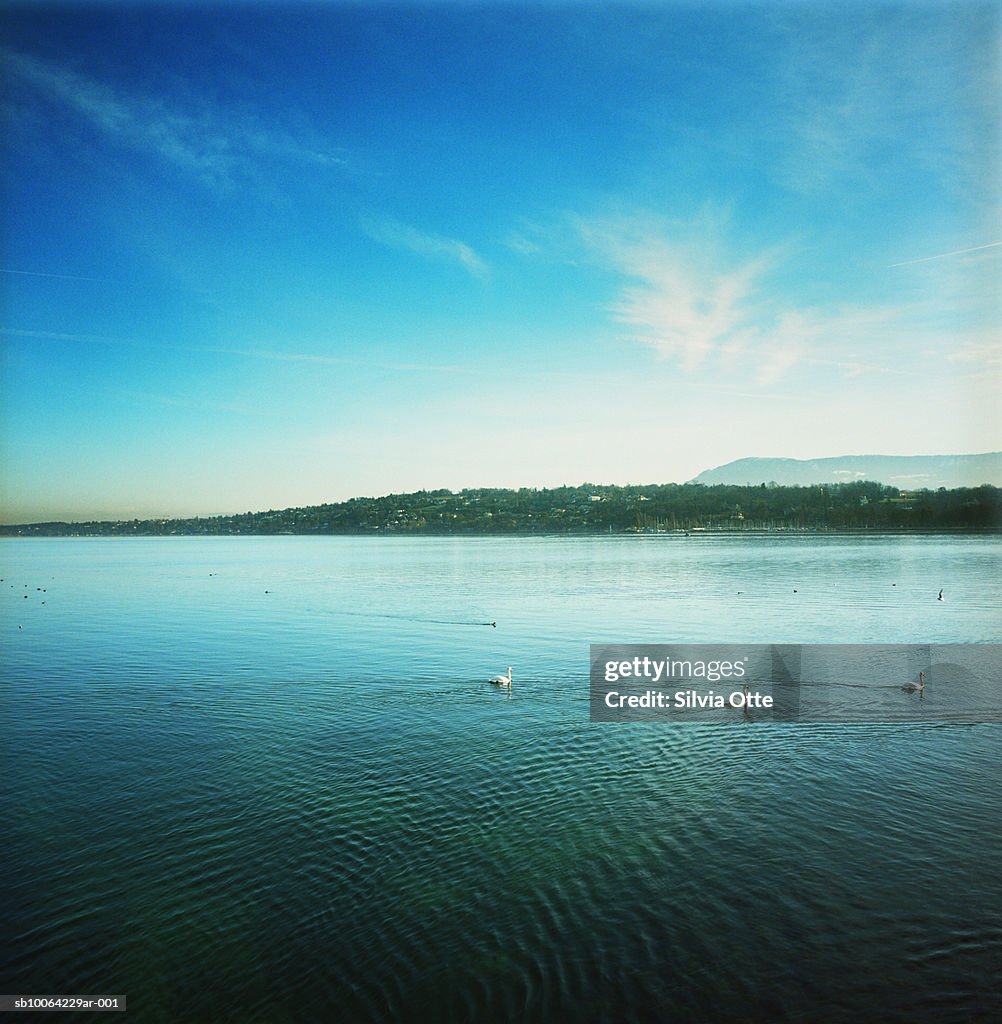 Swans in lake Geneva