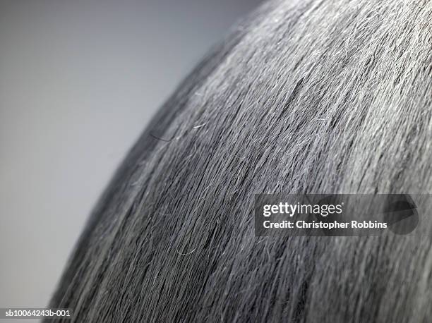 marco shot of grey senior woman's hair - long gray hair stock pictures, royalty-free photos & images