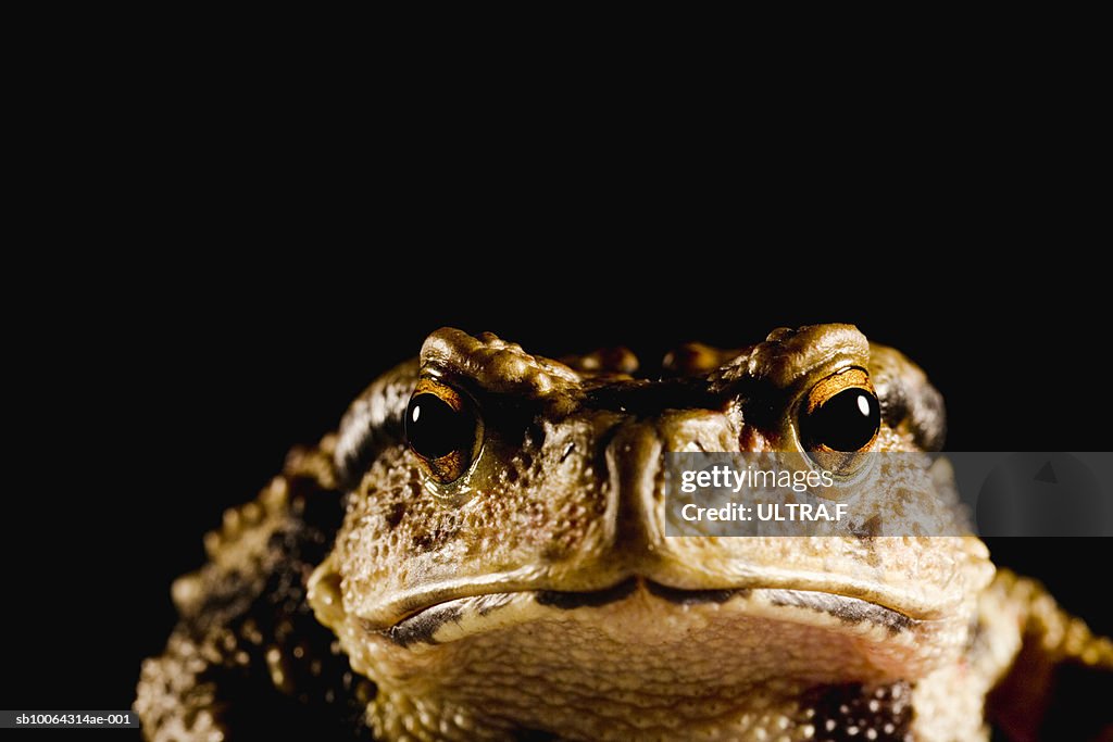 Japanese common toad (Bufo japonicus formosus) on black background, close-up