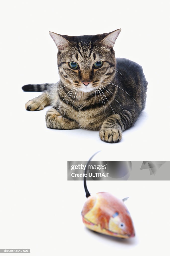 Cat (Japanese cat) and toy rat on white background
