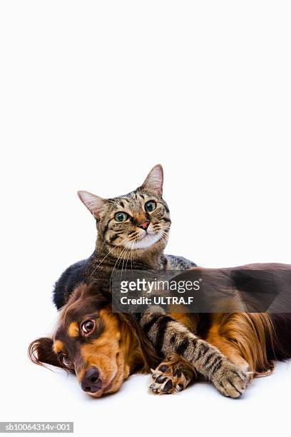 dog (dachshund) and cat (japanese cat) on white background - cat and dog stock pictures, royalty-free photos & images