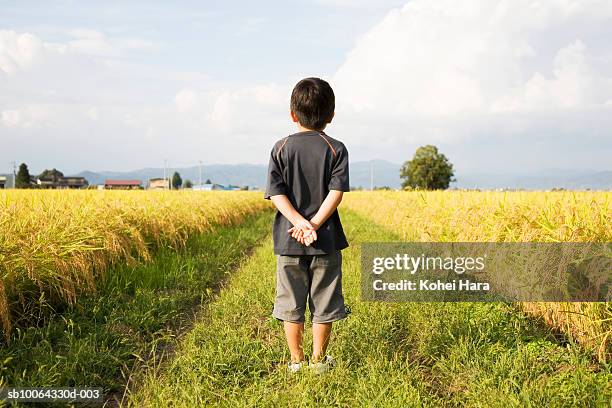 boy (6-7) standing in rice field with hands behind back, rear view - mãos-atrás-das-costas imagens e fotografias de stock